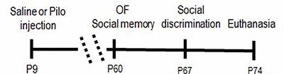 Increased Endocannabinoid Signaling Reduces Social Motivation in Intact Rats and Does Not Affect Animals Submitted to Early-Life Seizures